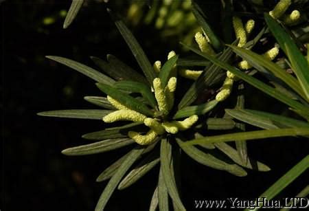 羅漢松開花結果|羅漢松幾月開花結果 什麼時候開花結果